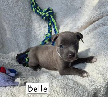 Belle (26-133 D) -  Mixed Breed Dog for Adoption in Lansing, Michigan - Belle (26-133 D) | PetCurious