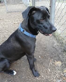 Rescue Shepherd Dogs for Adoption in Pawleys Island, South Carolina - Burch | PetCurious