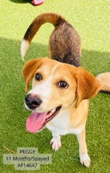 Peggy -  Foxhound Dog for Adoption - Peggy | PetCurious