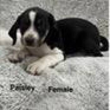 Paisley -  Black Mouth Cur and American Foxhound Dog for Adoption in Tampa, Florida - Paisley | PetCurious