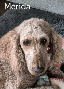 Poodle Dogs Available for Adoption in Sioux Falls, South Dakota - Merida | PetCurious