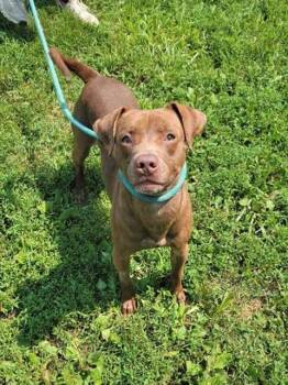 Rescue Labrador Retriever and Mixed Breed Dogs for Adoption in St. Peters, Missouri - SPAM | PetCurious