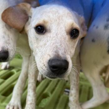 Mary -  Mixed Breed Dog Available for Adoption - Mary | PetCurious