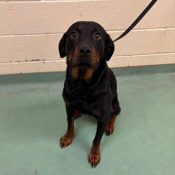 Mixed Breed Dogs Available for Adoption in Memphis, Tennessee - Gi Gi | PetCurious