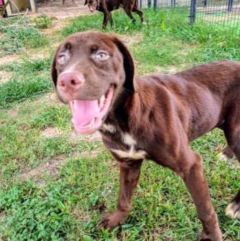 Jasper -  Chocolate Labrador Retriever and Australian Shepherd Dog for Adoption in Houston, Texas - Jasper | PetCurious