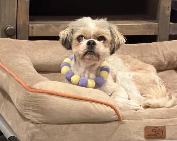 Charlie -  Lhasa Apso Dog for Adoption in Los Angeles, California - Charlie | PetCurious