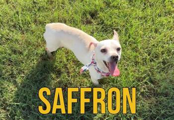 Saffron in Texarkana TX -  Chihuahua Dog for Adoption in Texarkana, Texas - Saffron In Texarkana TX | PetCurious