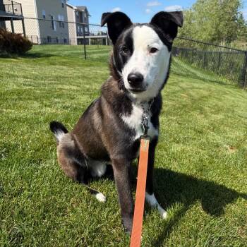 Ari -  Border Collie and Mixed Breed Dog for Adoption in Buffalo, Minnesota - Ari | PetCurious