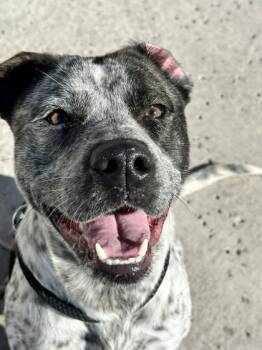 Rescue Australian Cattle Dog Blue Heeler and Pit Bull Terrier Dogs for Adoption in Fort Worth, Texas - Blue | PetCurious
