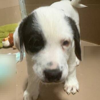 Rescue Great Pyrenees and Saint Bernard Dogs for Adoption in Tulsa, Oklahoma - Ozzy | PetCurious