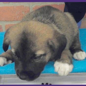 Haaland -  Labrador Retriever and Mixed Breed Dog for Adoption in Tacoma, Washington - Haaland | PetCurious