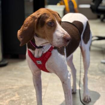Annie -  Mixed Breed Dog for Adoption in Park City, Utah - Annie | PetCurious