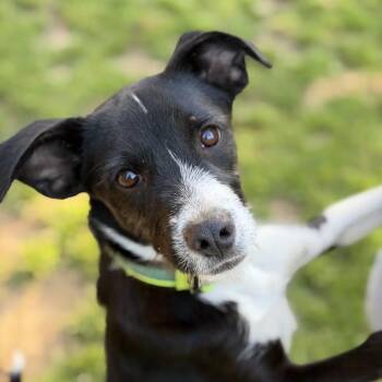 Border Collie and Parson Russell Terrier Dogs Available for Adoption in Watertown, Connecticut - Dapper Dan | PetCurious