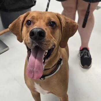 Rescue Mixed Breed Dogs for Adoption in Jeffersonville, Indiana - Scoob | PetCurious