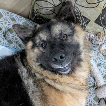 German Shepherd Dog Dogs Available for Adoption - Percy | PetCurious