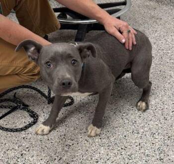Tippy -  Pit Bull Terrier and Mixed Breed Dog for Adoption in Kansas City, Missouri - Tippy | PetCurious