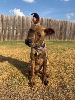 Jeter -  Labrador Retriever and Pit Bull Terrier Dog for Adoption in Shawnee, Oklahoma - Jeter | PetCurious
