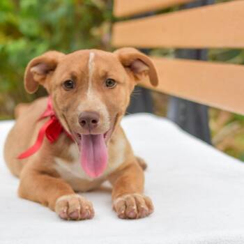 Mixed Breed Dogs Available for Adoption in Kailua-kona, Hawaii - Dug | PetCurious