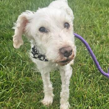 Poodle Dogs Available for Adoption in Plainfield, Illinois - Harvard | PetCurious