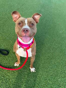 Phoebe -  Pit Bull Terrier Dog for Adoption in Cleveland, Ohio - Phoebe | PetCurious