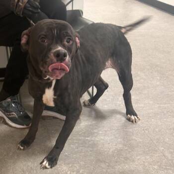 Pit Bull Terrier Dogs Available for Adoption - Athena | PetCurious