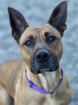 Thelma -  Belgian Shepherd Malinois Dog for Adoption in Elmira, New York - Thelma | PetCurious
