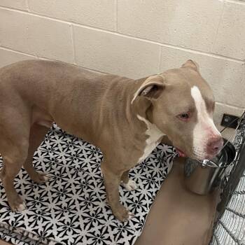 Pit Bull Terrier Dogs Available for Adoption in Reno, Nevada - Muncy | PetCurious