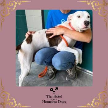 China -  American Staffordshire Terrier and Terrier Dog for Adoption in Cumberland, Rhode Island - China | PetCurious