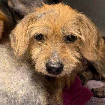 Maltese and Yorkshire Terrier Dogs Available for Adoption in Greensboro, North Carolina - Lima Bean | PetCurious