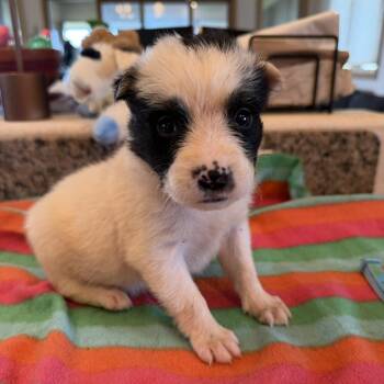 Mixed Breed Dogs Available for Adoption in Keaau, Hawaii - Koa | PetCurious