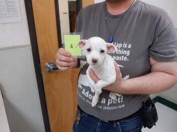 Chihuahua and Mixed Breed Dogs Available for Adoption in Oroville, California - DORY | PetCurious