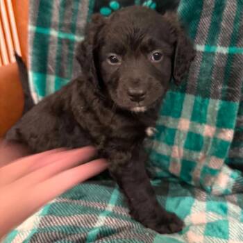 CT Lenny -  Australian Shepherd and Mountain Cur Dog for Adoption in Eastford, Connecticut - CT Lenny | PetCurious