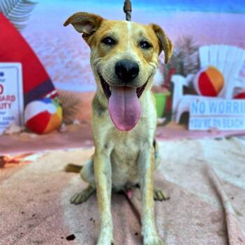 Rescue Treeing Walker Coonhound and German Shepherd Dog Dogs for Adoption in Long Beach, California - RANGER | PetCurious