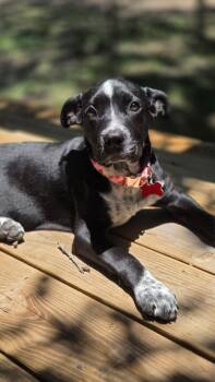 Labrador Retriever Dogs Available for Adoption in Houston, Texas - JUNO | PetCurious