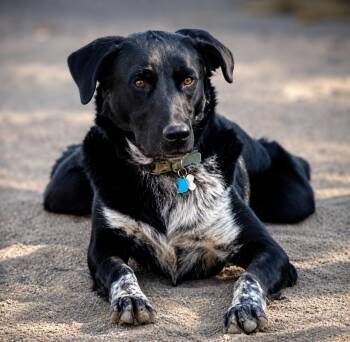 Elmo -  Border Collie and German Shepherd Dog Dog for Adoption in Pinedale, Wyoming - Elmo | PetCurious