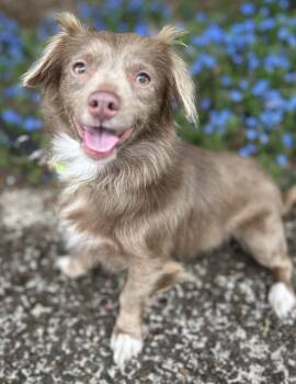 Pomeranian and Dachshund Dogs Available for Adoption in Portland, Oregon - Coco | PetCurious