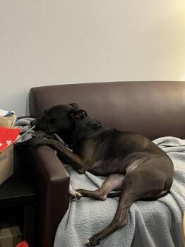 Diva -  Mixed Breed Dog for Adoption in New York, New York - Diva | PetCurious