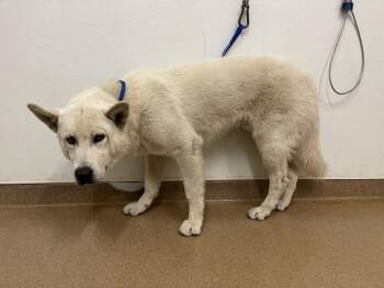 TRUMAN -  Siberian Husky Dog for Adoption in Hayward, California - TRUMAN | PetCurious