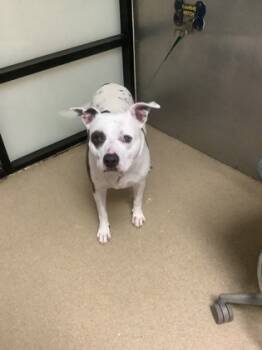 Rescue Pit Bull Terrier and Mixed Breed Dogs for Adoption in Fort Worth, Texas - Millie | PetCurious
