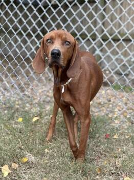 Rescue Redbone Coonhound Dogs for Adoption in Charleston, South Carolina - Roman | PetCurious