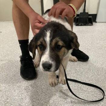 Australian Cattle Dog Blue Heeler Dogs Available for Adoption in Lake Havasu City, Arizona - Shiela | PetCurious