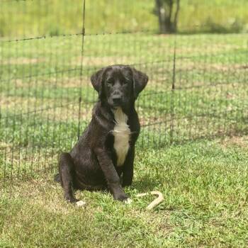 Robby -  Hound and Labrador Retriever Dog for Adoption in Parrish, Alabama - Robby | PetCurious