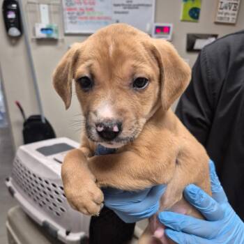 Spike -  Labrador Retriever Dog for Adoption in Yuma, Arizona - Spike | PetCurious