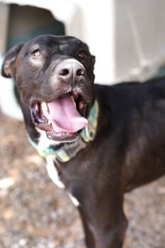 Rescue Black Labrador Retriever Dogs for Adoption in El Paso, Texas - Liam | PetCurious