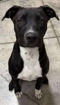 Rescue Terrier and Mixed Breed Dogs for Adoption in Lampasas, Texas - Link | PetCurious