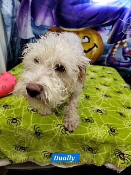 Rescue Schnauzer and Poodle Dogs for Adoption in Metairie, Louisiana - Dually | PetCurious