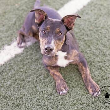 Prongs -  Mixed Breed Dog for Adoption in Abilene, Texas - Prongs | PetCurious