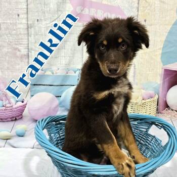 Mixed Breed Dogs Available for Adoption - Franklin | PetCurious