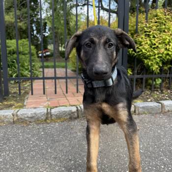 German Shepherd Dog Dogs Available for Adoption - Gray Male | PetCurious