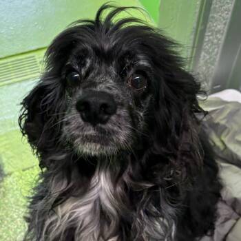 Cocker Spaniel Dogs Available for Adoption in Calverton, New York - Jordan | PetCurious